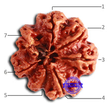 Load image into Gallery viewer, 7 Mukhi Nepalese Ganesha Rudraksha - Bead No. 611
