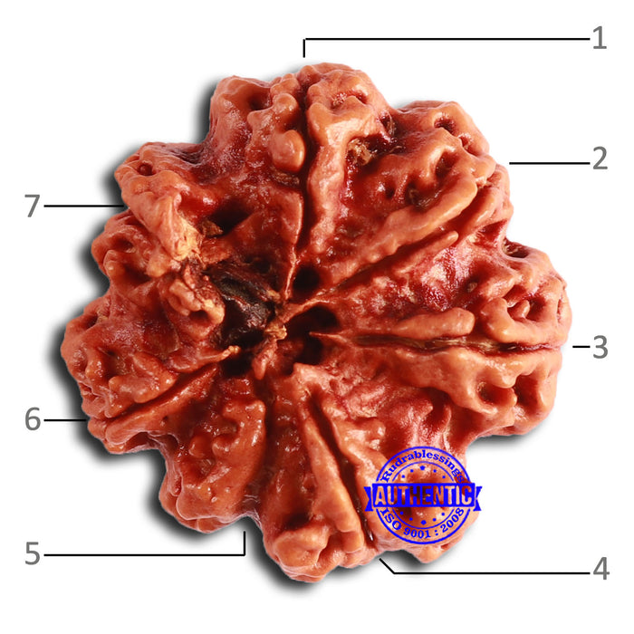 7 Mukhi Nepalese Ganesha Rudraksha - Bead No. 611