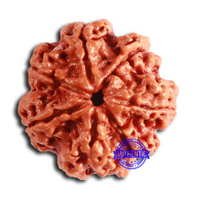 Load image into Gallery viewer, 7 Mukhi Nepalese Ganesha Rudraksha - Bead No. 611

