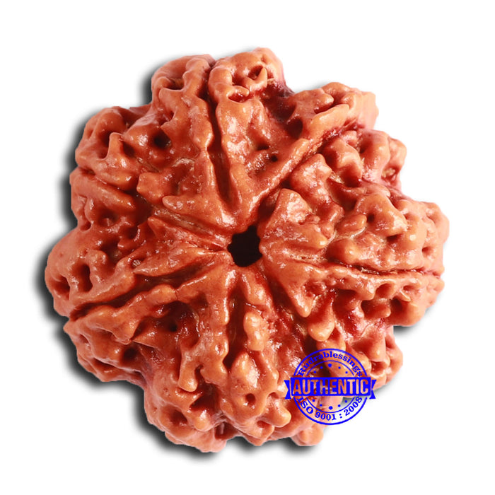 7 Mukhi Nepalese Ganesha Rudraksha - Bead No. 611