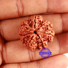 Load image into Gallery viewer, 7 Mukhi Nepalese Ganesha Rudraksha - Bead No. 611
