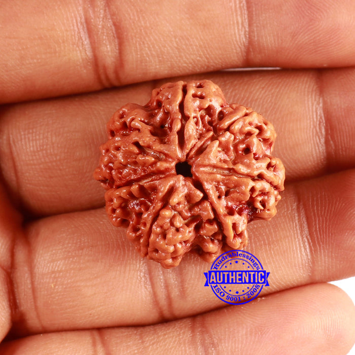 7 Mukhi Nepalese Ganesha Rudraksha - Bead No. 611