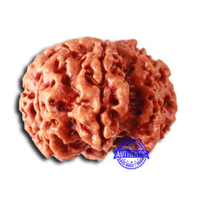 Load image into Gallery viewer, 7 Mukhi Nepalese Ganesha Rudraksha - Bead No. 611
