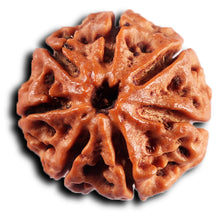 Load image into Gallery viewer, 7 Mukhi Nepalese Rudraksha - Bead No.61
