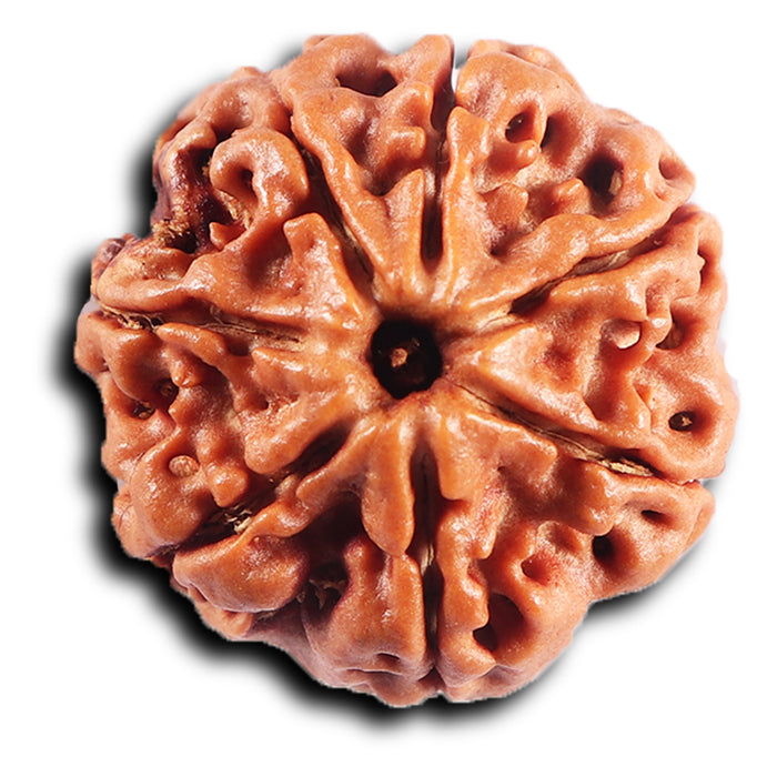 7 Mukhi Nepalese Rudraksha - Bead No.62