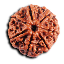 Load image into Gallery viewer, 7 Mukhi Nepalese Rudraksha - Bead No 64

