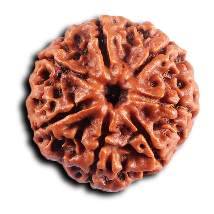 7 Mukhi Nepalese Rudraksha - Bead No 64