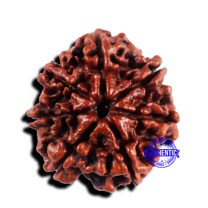 7 Mukhi Nepalese Rudraksha - Bead No. 657
