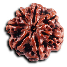 Load image into Gallery viewer, 7 Mukhi Nepalese Rudraksha - Bead No.65
