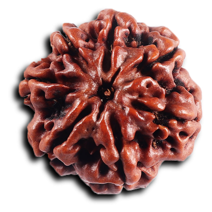 7 Mukhi Nepalese Rudraksha - Bead No.65