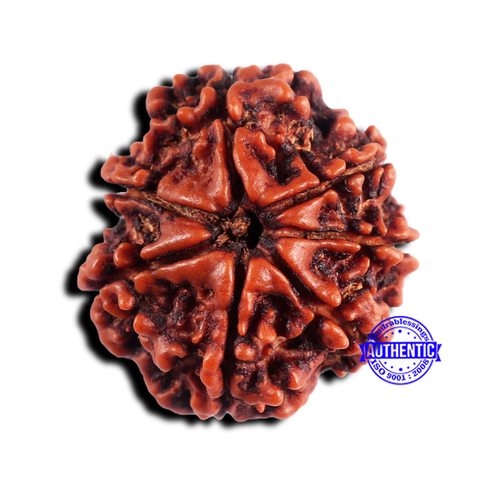 7 Mukhi Nepalese Rudraksha - Bead No 660