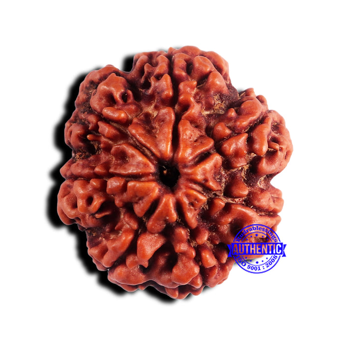 7 Mukhi Nepalese Rudraksha - Bead No 661