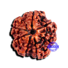 Load image into Gallery viewer, 7 Mukhi Nepalese Rudraksha - Bead No 665
