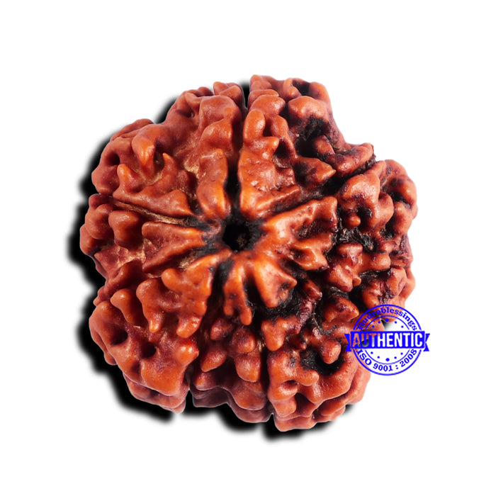 7 Mukhi Nepalese Rudraksha - Bead No 665
