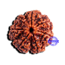 Load image into Gallery viewer, 7 Mukhi Nepalese Rudraksha - Bead No 667
