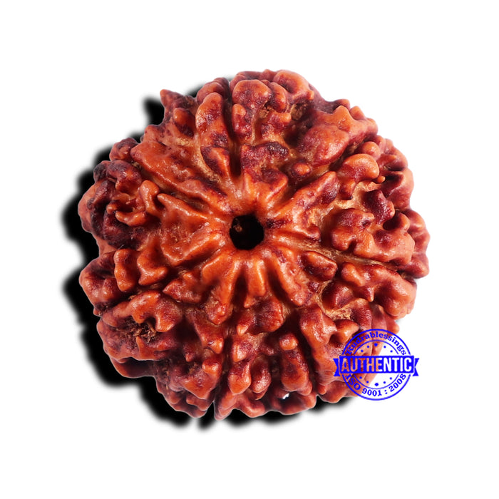 7 Mukhi Nepalese Rudraksha - Bead No 668