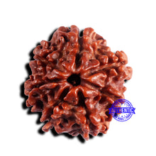 Load image into Gallery viewer, 7 Mukhi Nepalese Rudraksha - Bead No 669
