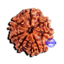 Load image into Gallery viewer, 7 Mukhi Nepalese Rudraksha - Bead No 670
