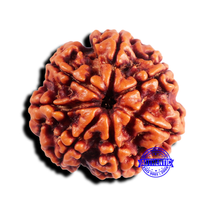 7 Mukhi Nepalese Rudraksha - Bead No 671