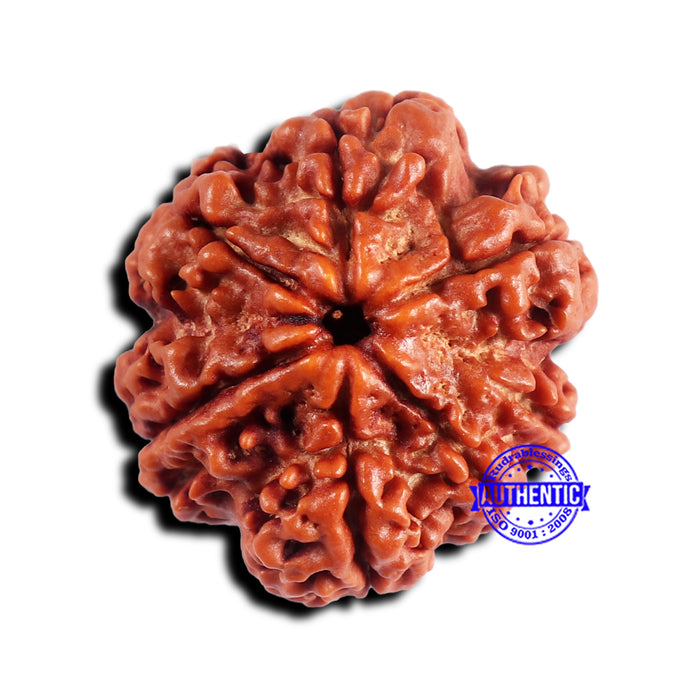 7 Mukhi Nepalese Rudraksha - Bead No 672