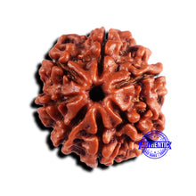 Load image into Gallery viewer, 7 Mukhi Nepalese Rudraksha - Bead No 673
