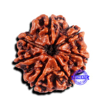 Load image into Gallery viewer, 7 Mukhi Nepalese Rudraksha - Bead No 674
