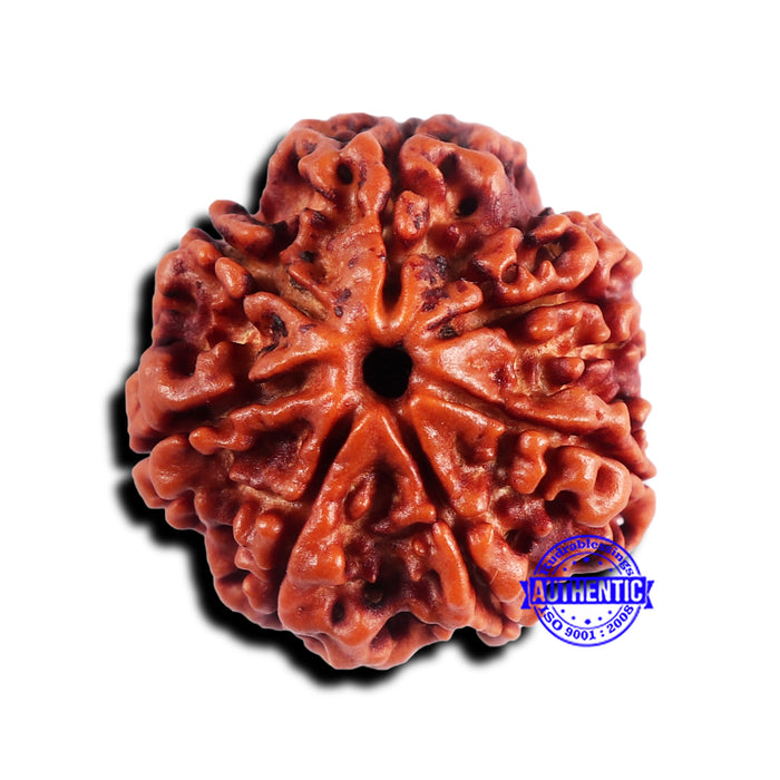 7 Mukhi Nepalese Rudraksha - Bead No 675