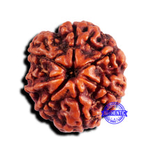 Load image into Gallery viewer, 7 Mukhi Nepalese Rudraksha - Bead No 676
