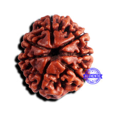 Load image into Gallery viewer, 7 Mukhi Nepalese Rudraksha - Bead No 678
