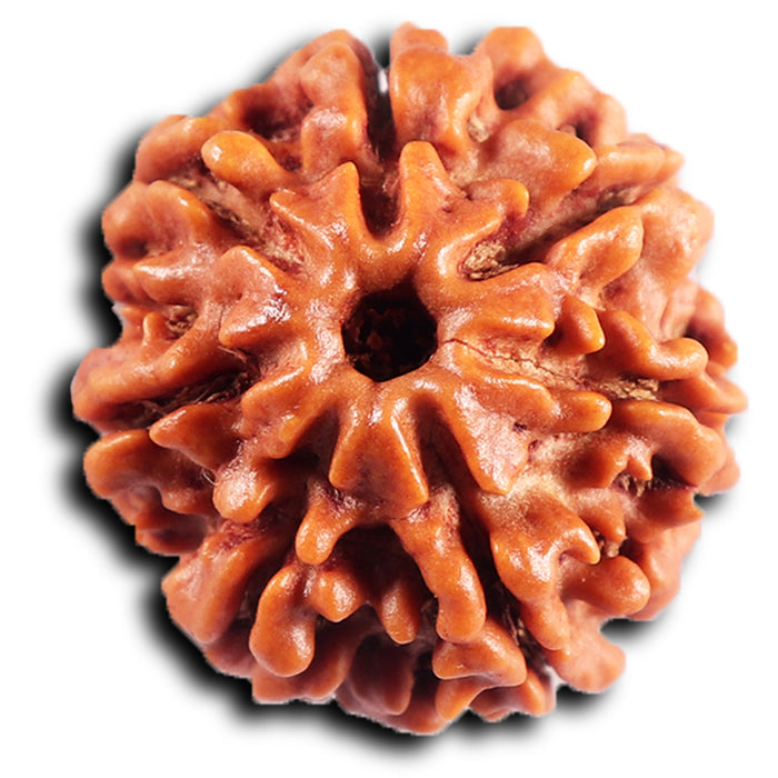 7 Mukhi Nepalese Rudraksha - Bead No 67
