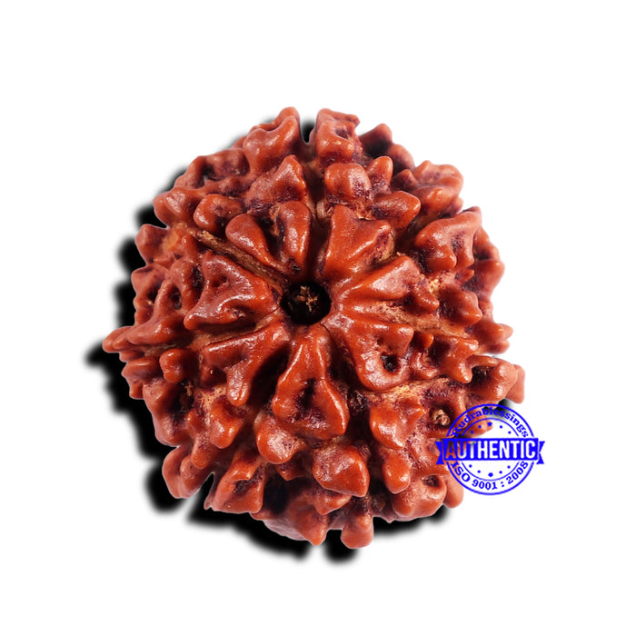 7 Mukhi Nepalese Rudraksha - Bead No 683