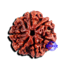 Load image into Gallery viewer, 7 Mukhi Nepalese Rudraksha - Bead No 685
