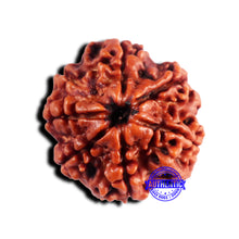 Load image into Gallery viewer, 7 Mukhi Nepalese Rudraksha - Bead No 686
