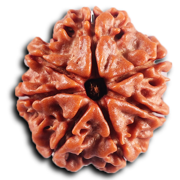7 Mukhi Nepalese Rudraksha - Bead No.68