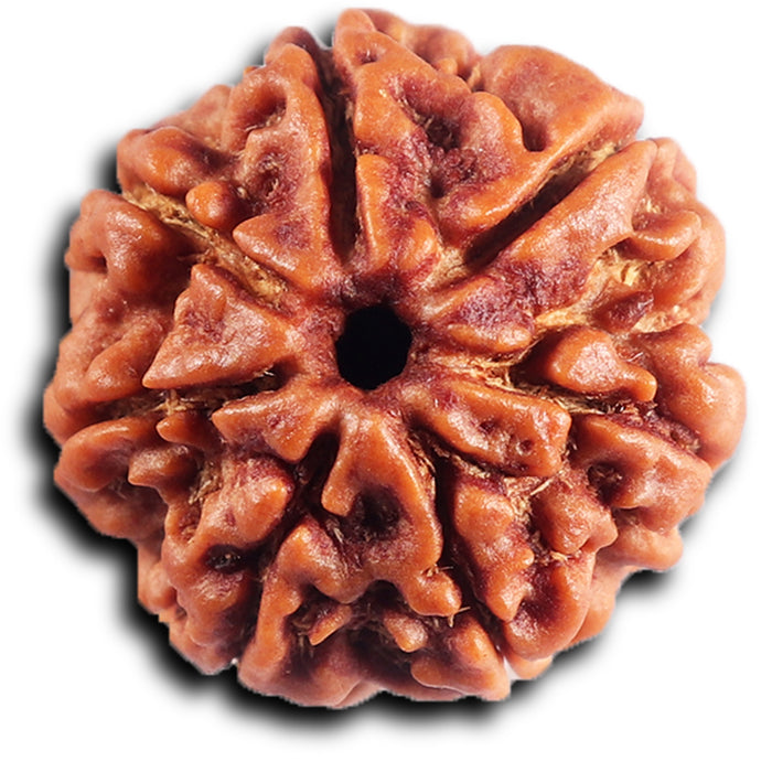 7 Mukhi Nepalese Rudraksha - Bead No 69