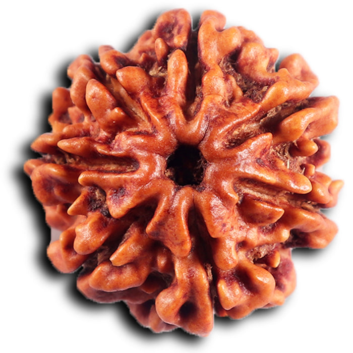 7 Mukhi Nepalese Rudraksha - Bead No.71