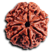 Load image into Gallery viewer, 7 Mukhi Nepalese Rudraksha - Bead No.72
