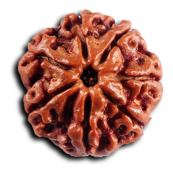 7 Mukhi Nepalese Rudraksha - Bead No .77