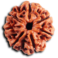 Load image into Gallery viewer, 7 Mukhi Nepalese Rudraksha - Bead No.79
