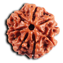 Load image into Gallery viewer, 7 Mukhi Nepalese Rudraksha - Bead No 84
