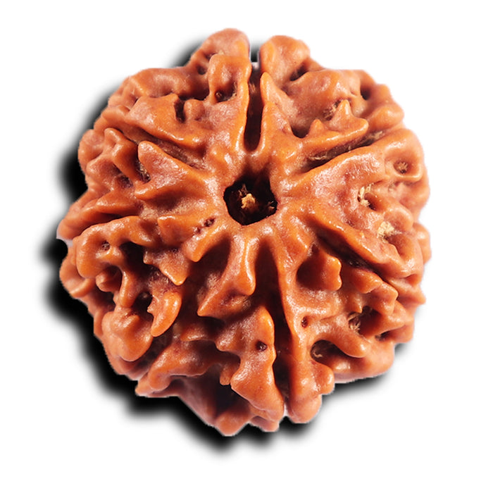 7 Mukhi Nepalese Rudraksha - Bead No 86