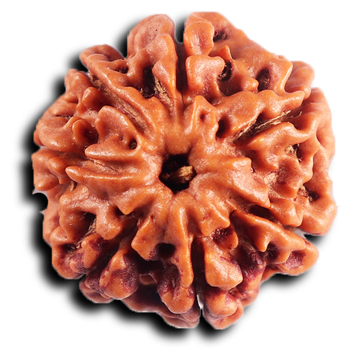 7 Mukhi Nepalese Rudraksha - Bead No 88