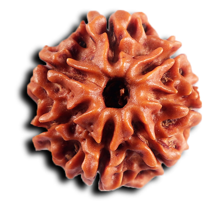 7 Mukhi Nepalese Rudraksha - Bead No 89
