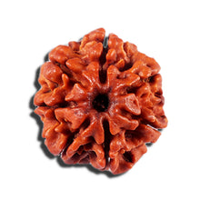 Load image into Gallery viewer, 7 Mukhi Nepalese Rudraksha - Bead No 11
