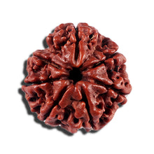 Load image into Gallery viewer, 7 Mukhi Nepalese Rudraksha - Bead No 13
