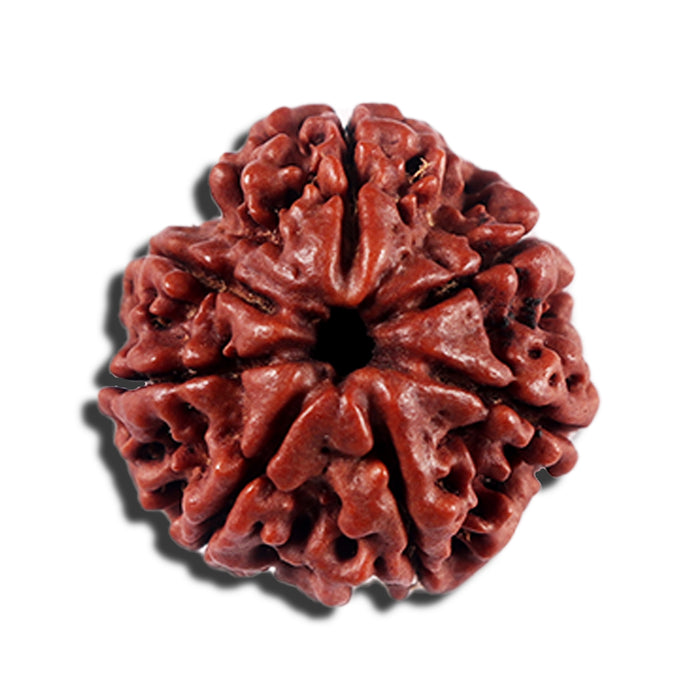 7 Mukhi Nepalese Rudraksha - Bead No 13