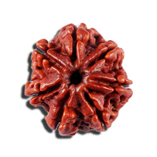 Load image into Gallery viewer, 7 Mukhi Nepalese Rudraksha - Bead No 15
