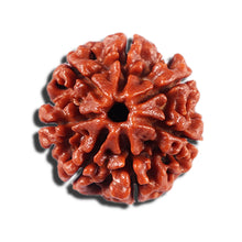 Load image into Gallery viewer, 7 Mukhi Nepalese Rudraksha - Bead No 17
