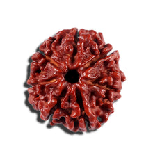 Load image into Gallery viewer, 7 Mukhi Nepalese Rudraksha - Bead No 18
