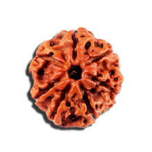 Load image into Gallery viewer, 7 Mukhi Nepalese Rudraksha - Bead No 1
